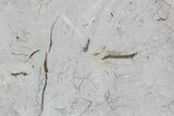 Ediacaran Aged Fossil Worms (Sabellidites) - Estonia #73535-3